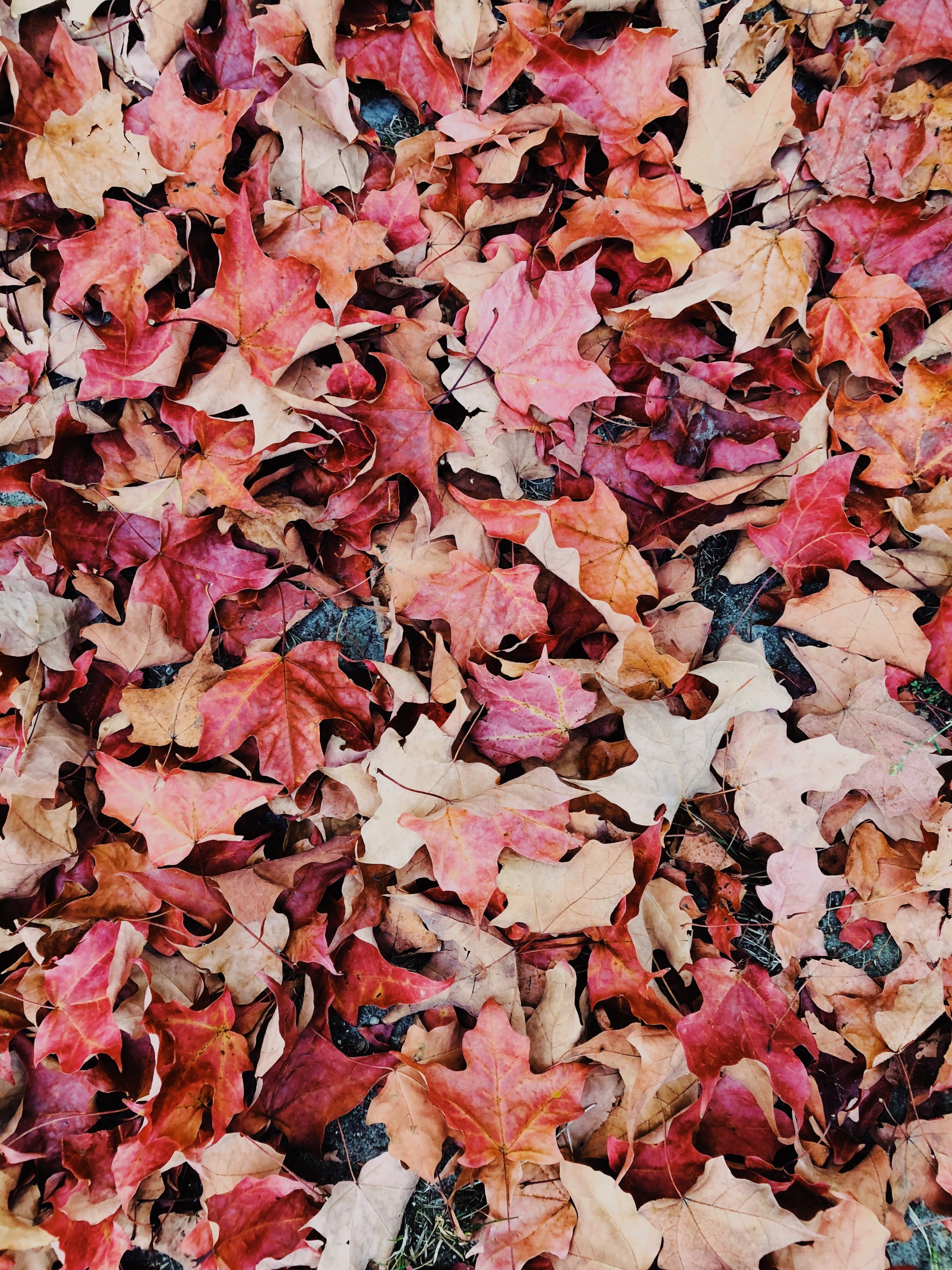Aesthetic Leaves Wallpaper