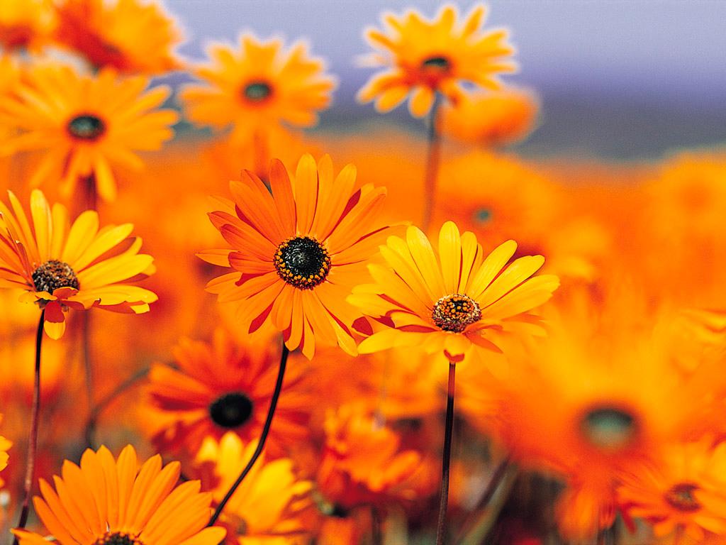 Hình nền hoa cam: Vẻ đẹp hoang dã của hoa cam sẽ tạo nên một không gian rộng lớn và thơ mộng cho bức ảnh của bạn. Hình nền hoa cam sẽ làm bạn cảm thấy gần gũi với thiên nhiên và mang đến cảm hứng và sự bình yên cho trái tim của bạn.