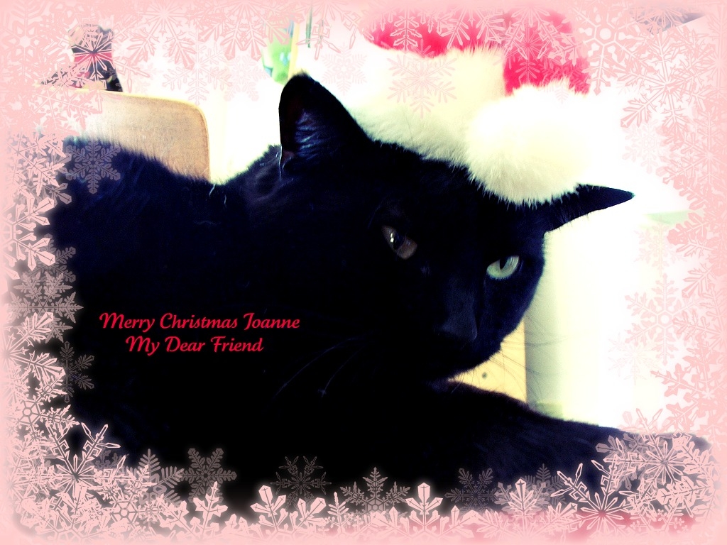 Black Cat Christmas Wallpaper On