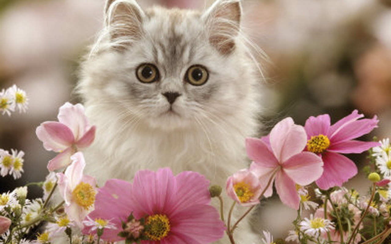 An adorable fluffy kitten sits amidst a bouquet of pink and white flowers, creating a heartwarming scene