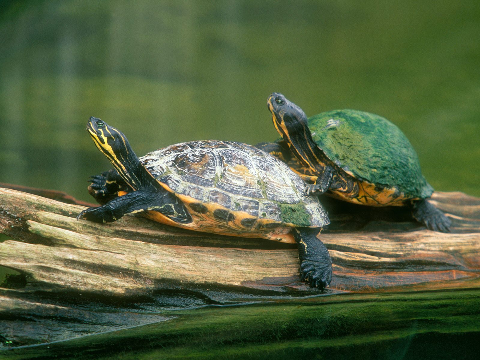 Turtles Photos HD Wallpaper In For Your