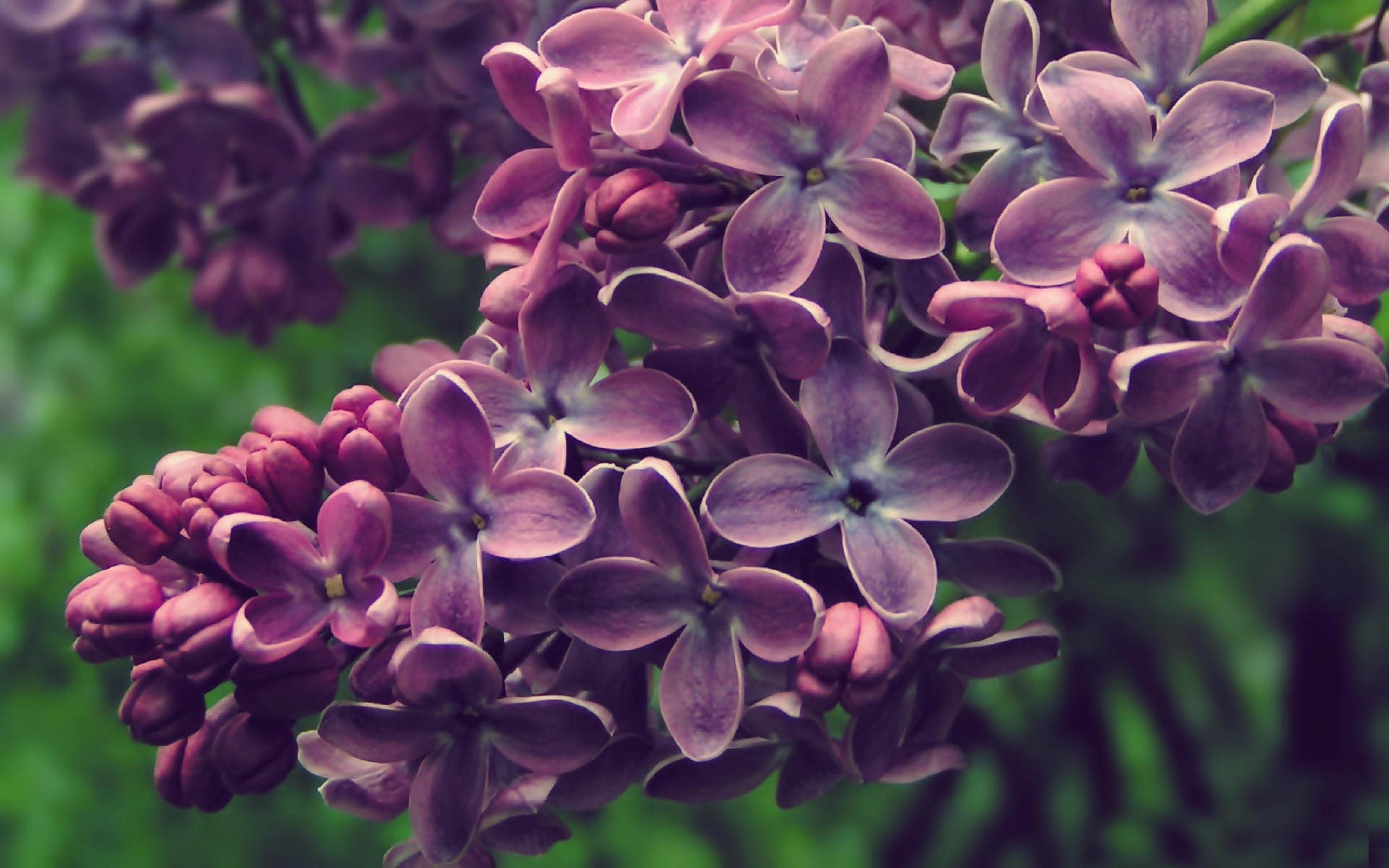 Lilac bush wallpapers and images   wallpapers pictures photos