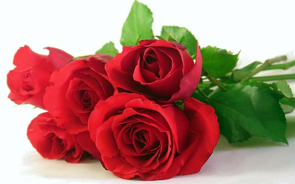 Flowers Roses White Background Red Rose