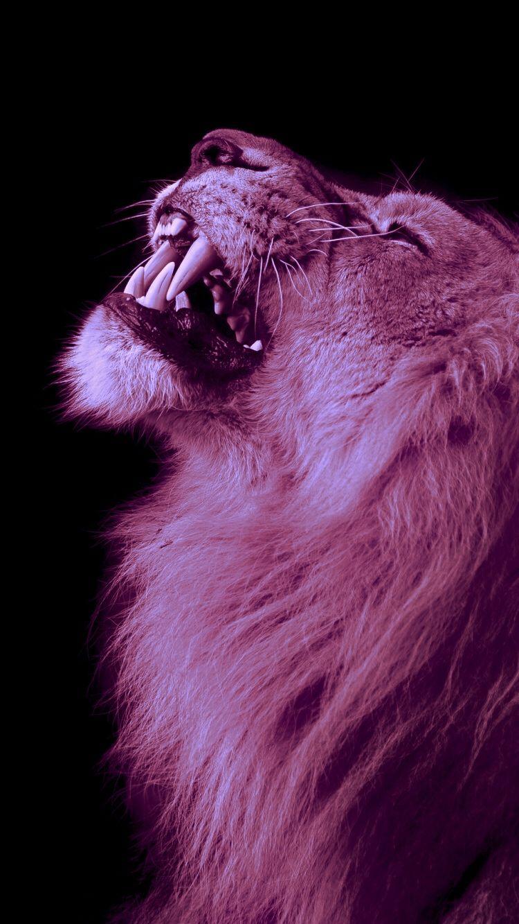 Pink lion Papel tapz de animales Fotos de animales salvajes