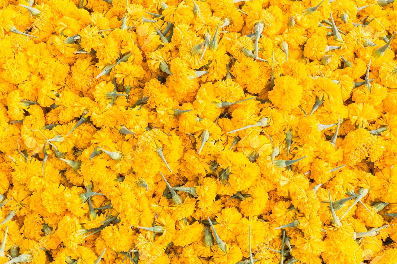 Pattern Pile Of Yellow Marigold Flowers For Texture And Background