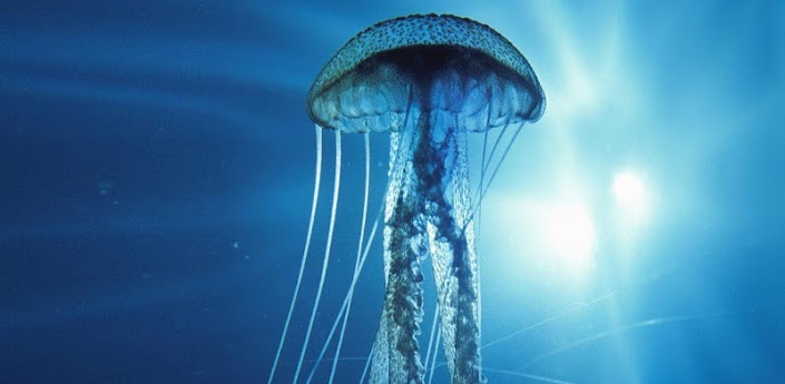 48+] Live Jellyfish Wallpaper - WallpaperSafari
