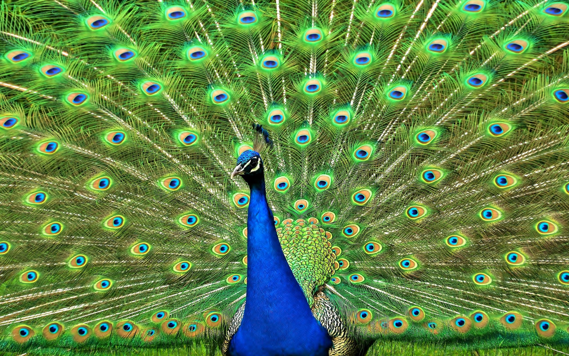 Peacock Feathers Bird Color Pattern Texture Wallpaper