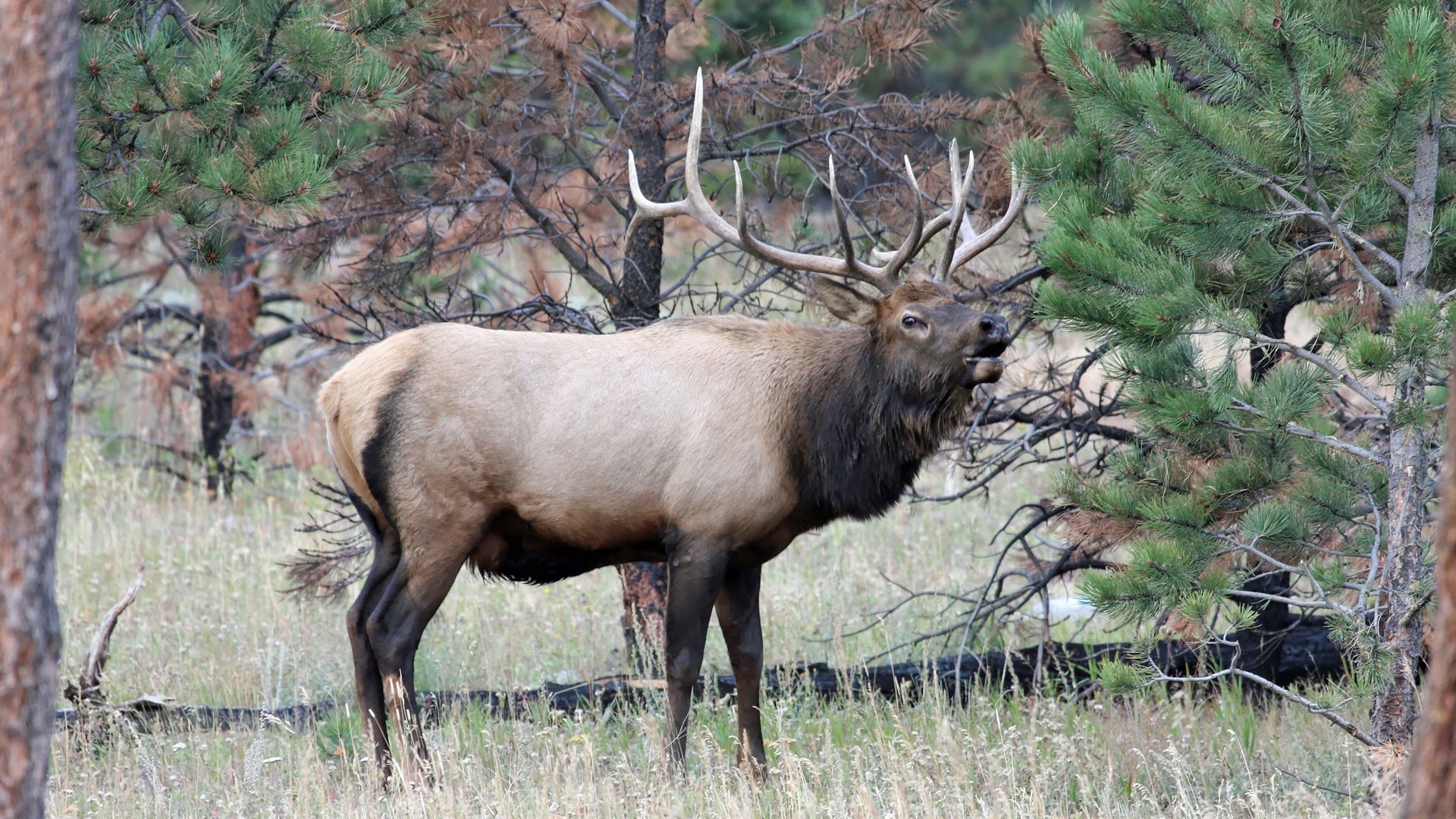 Bull Elk Elks Deer Wallpaper