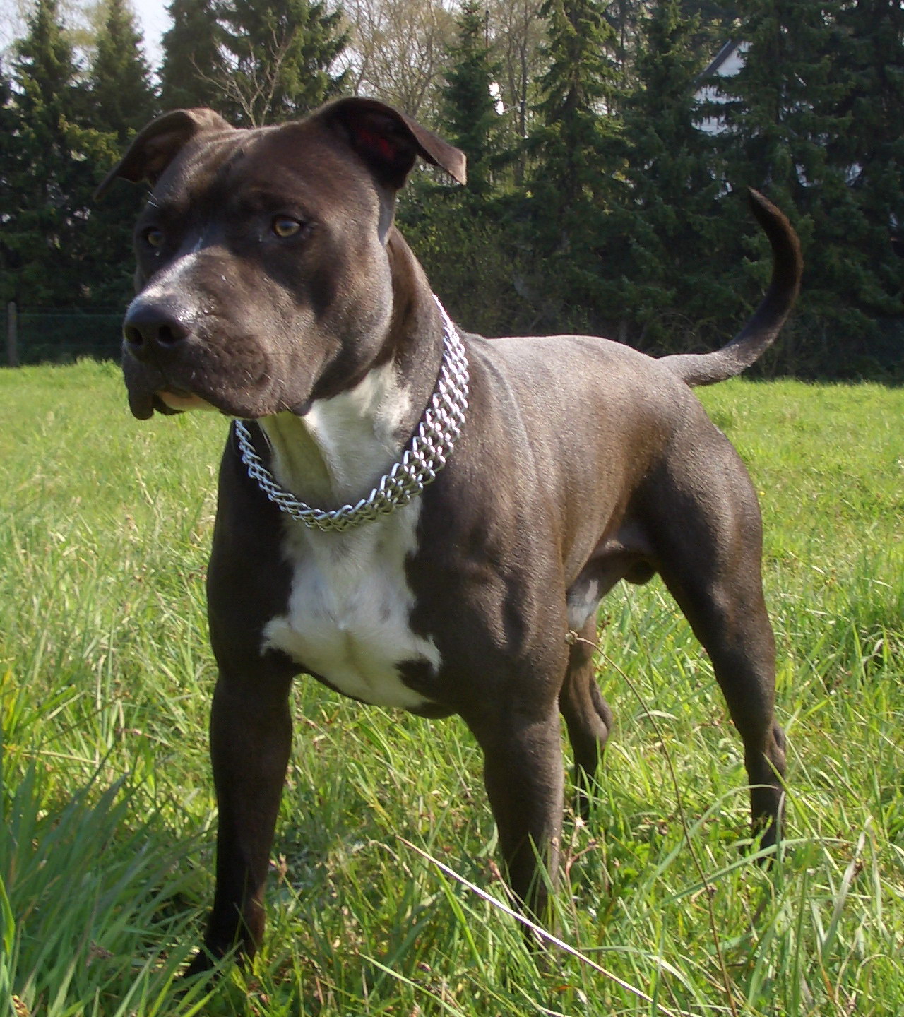 American Staffordshire Terrier Jack Photo And Wallpaper Beautiful