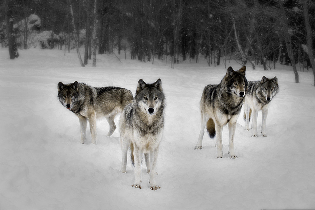 Wolves Wolf Pack By Resresres