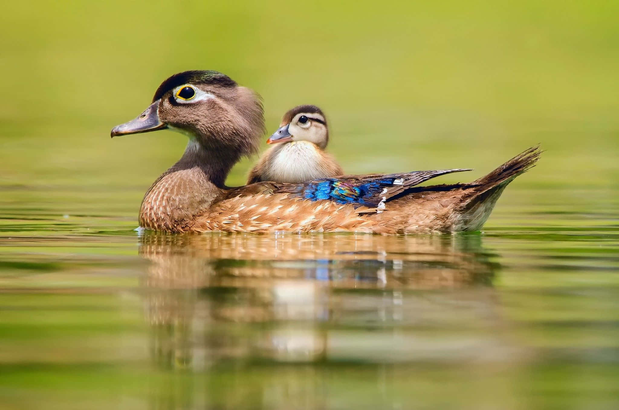 Baby Duck Background Wallpaper