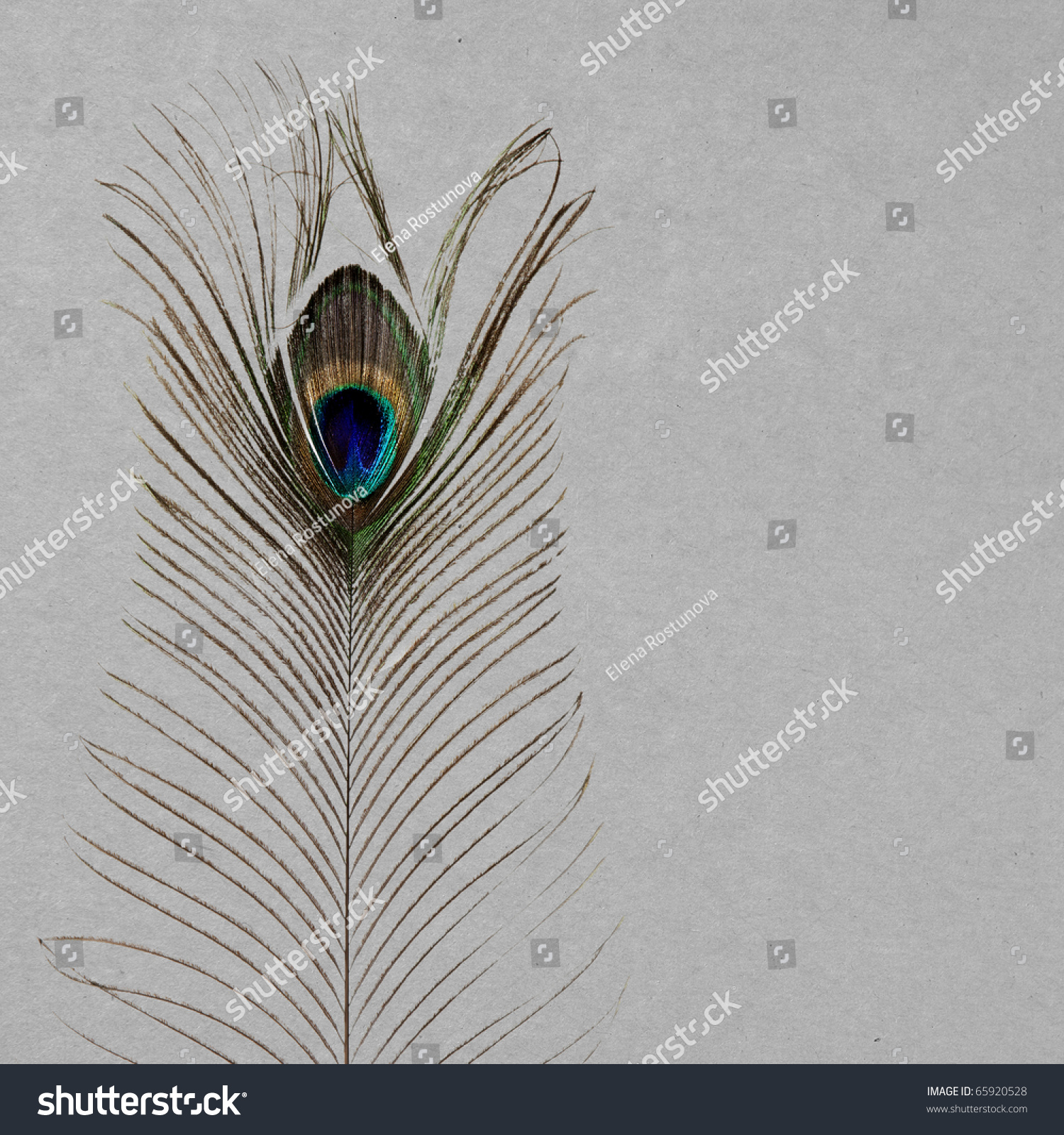 Vintage Wallpaper Background Peacocks Feather Stock Photo Edit