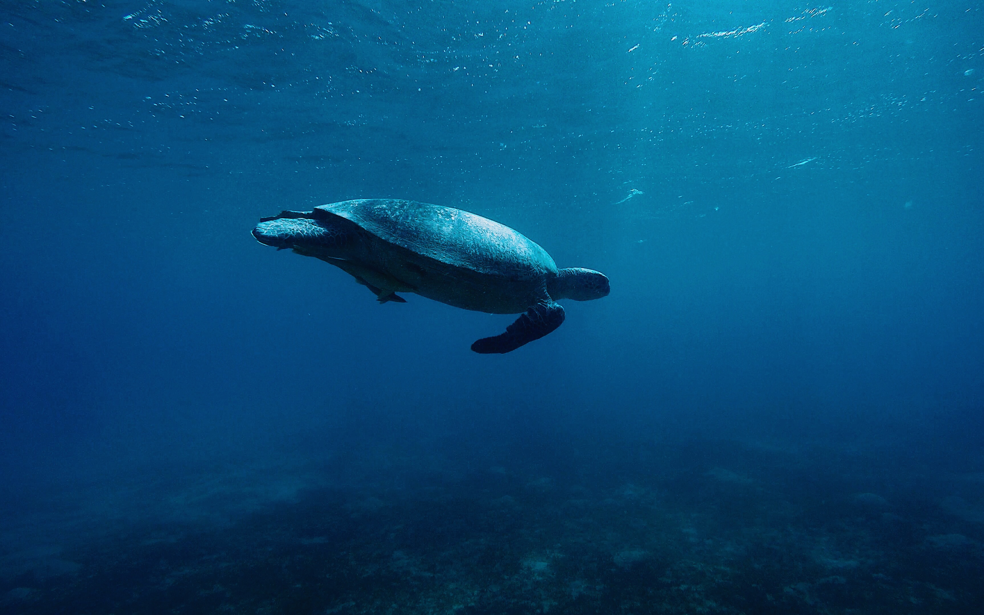 A majestic sea turtle glides gracefully through the deep blue ocean, its silhouette contrasting against the sunlit surface above. 4K underwater wallpaper