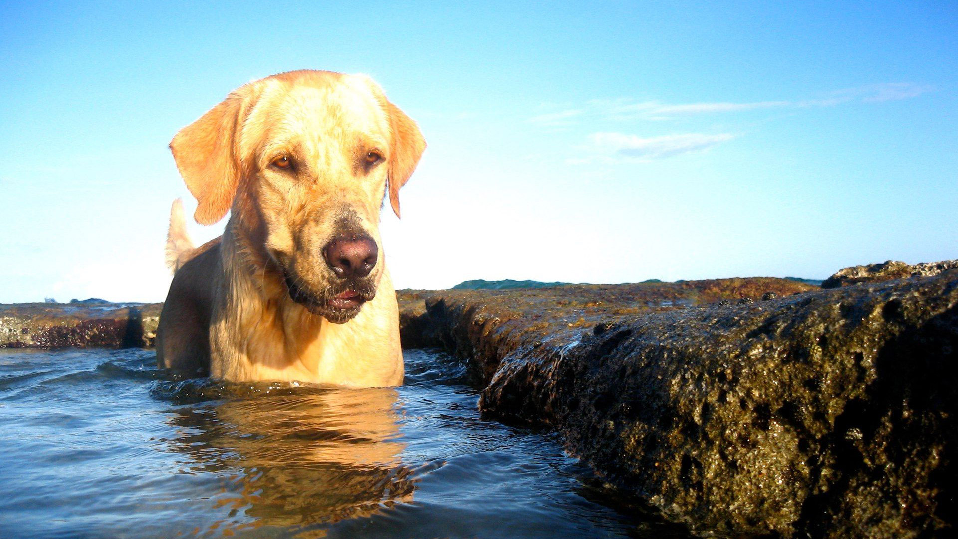 Dog Bathing On The Beach Widescreen Wallpaper