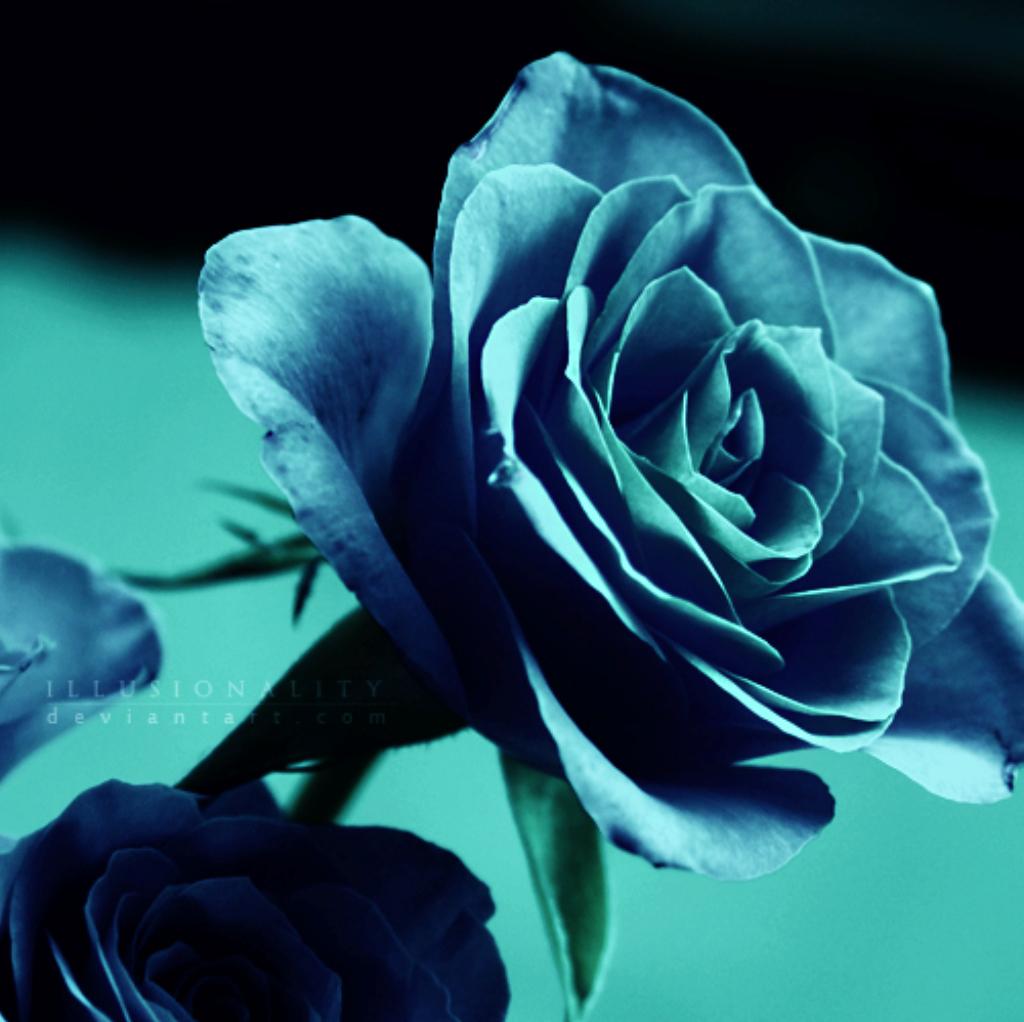 Turquoise Rose Wallpaper HD Desktopinhq
