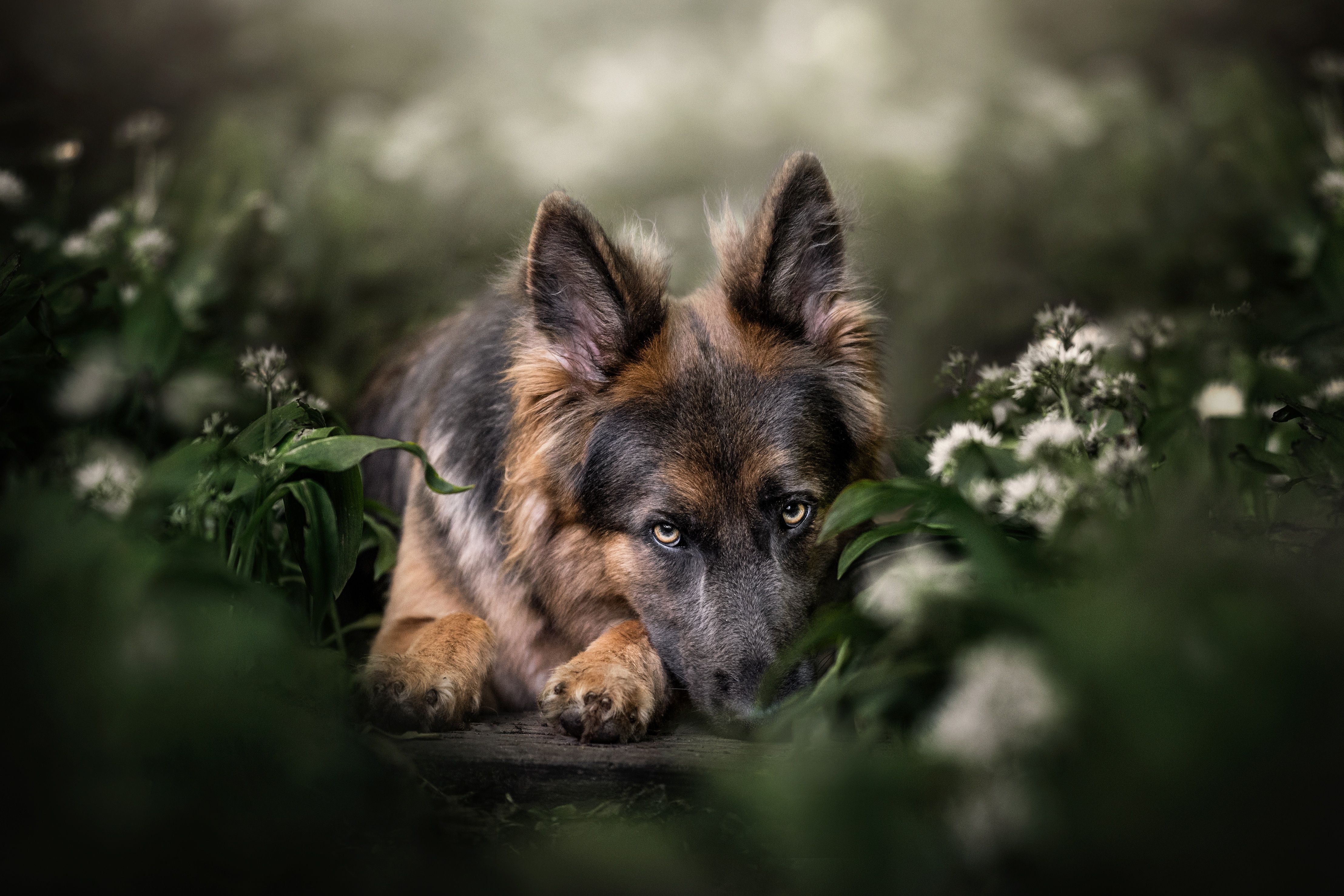 German Shepherd Wallpaper