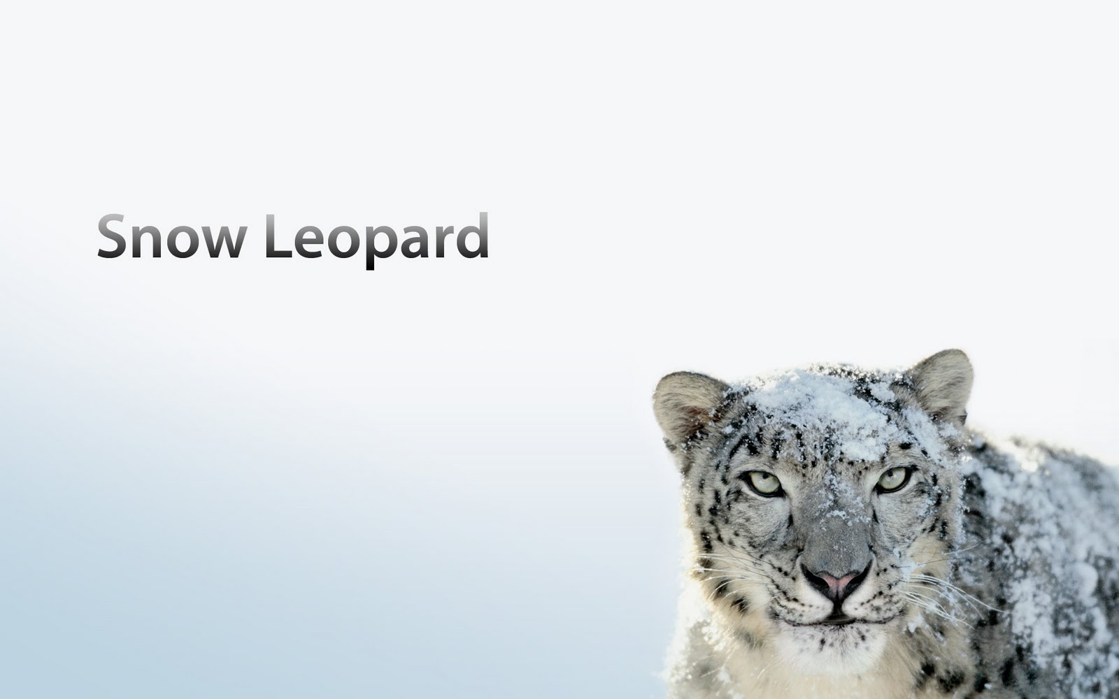 Mac Os X Snow Leopard Widescreen High Definition Wallpaper