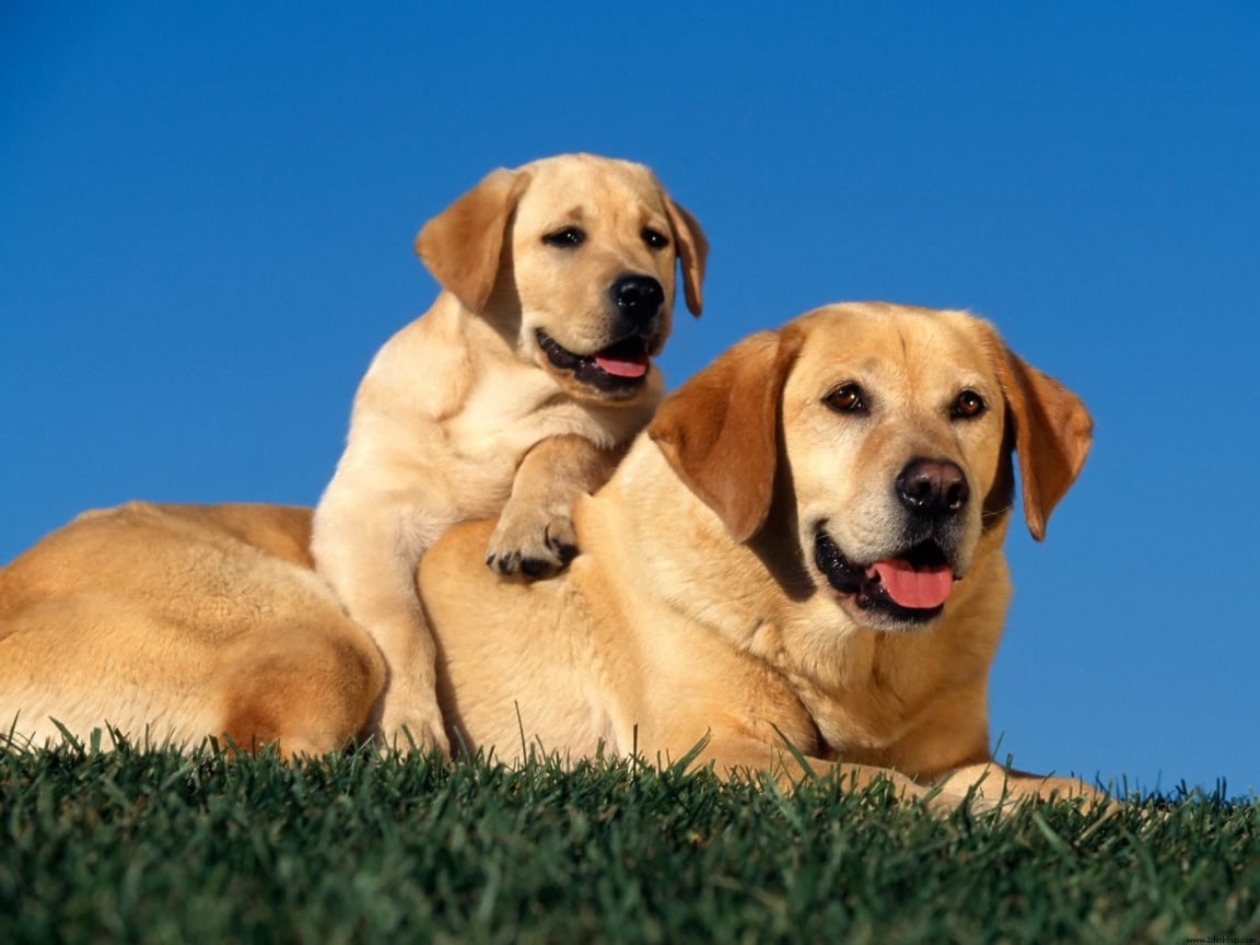 Dog and puppy Wallpapers