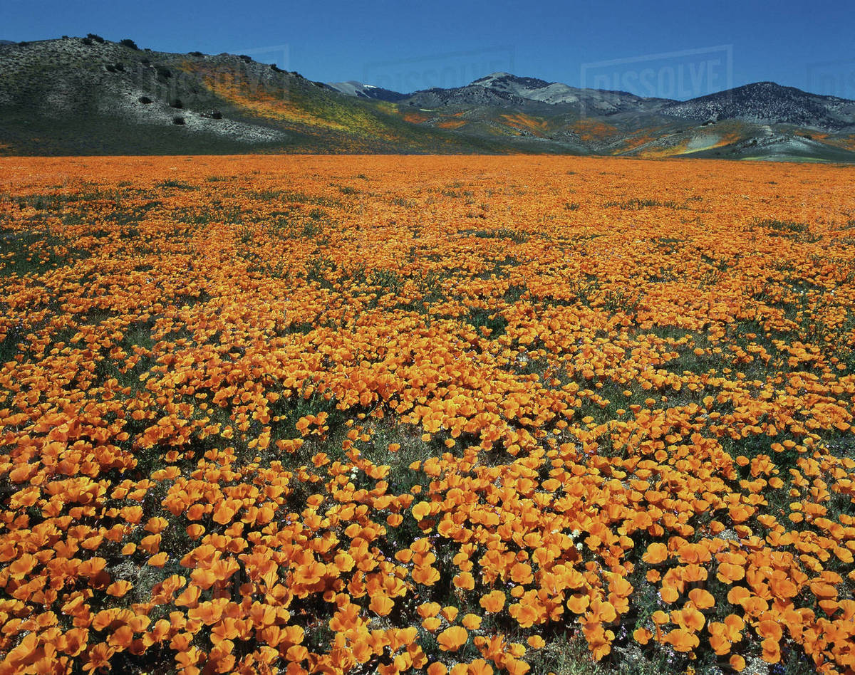 Usa California Flowerbed With Mountain In Background At Antelope