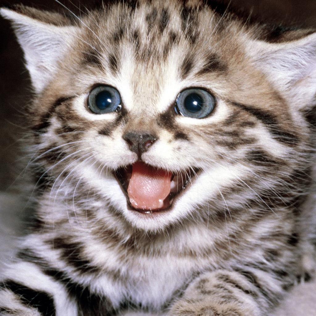 Kitten iPad Wallpaper Background