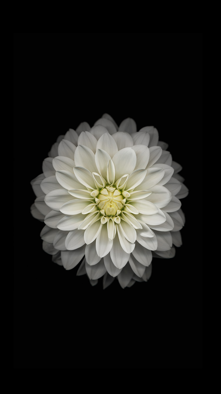 iPhone 6 Official Wallpapers white flowers HD iPhone 6 Wallpaper
