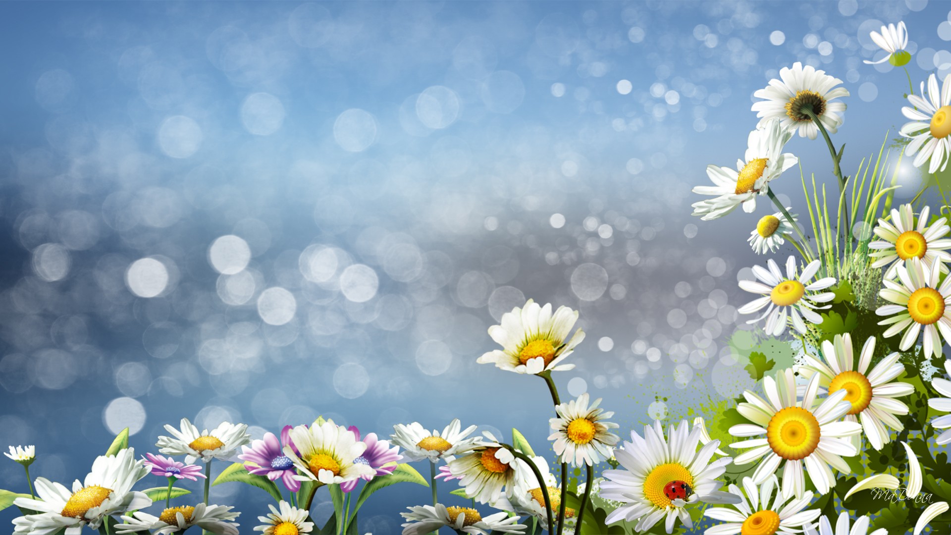 Daisy Wallpaper Hd