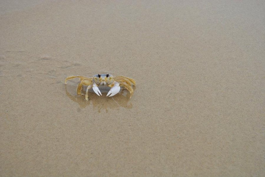 Pin Crab Wallpaper Ocean Life HD Background
