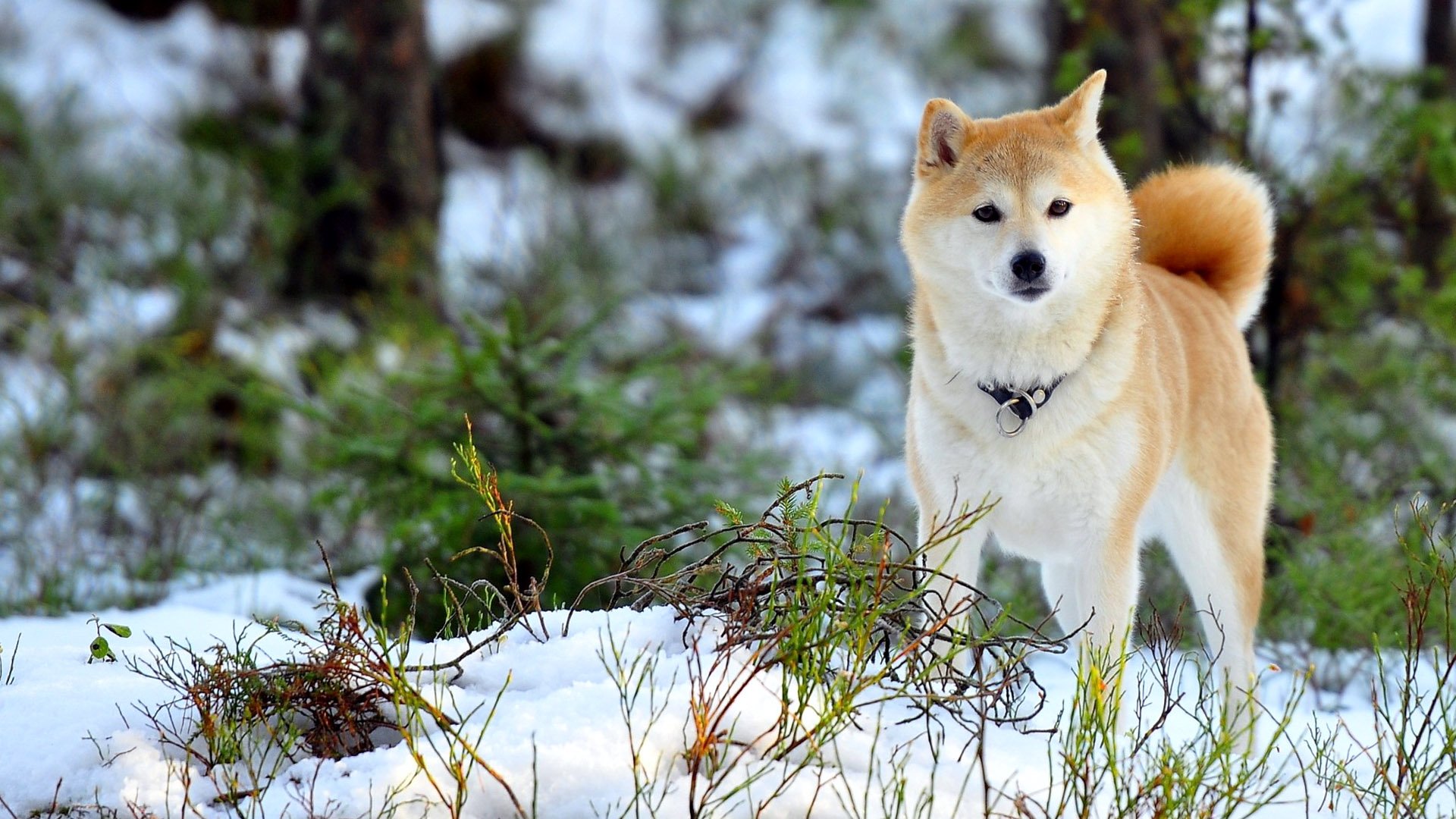 Snow Dogs Cool Forest Wallpapers HD Desktop and Mobile Backgrounds