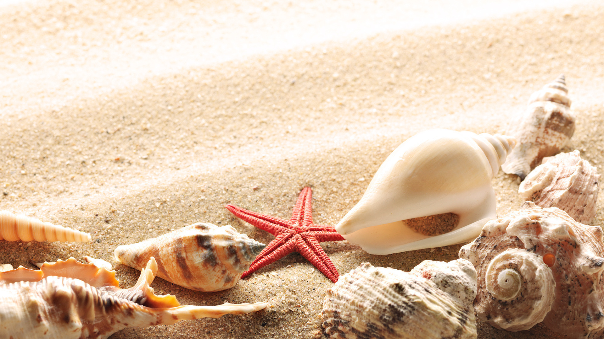 Seashells On The Beach In Summer Wallpaper And Image