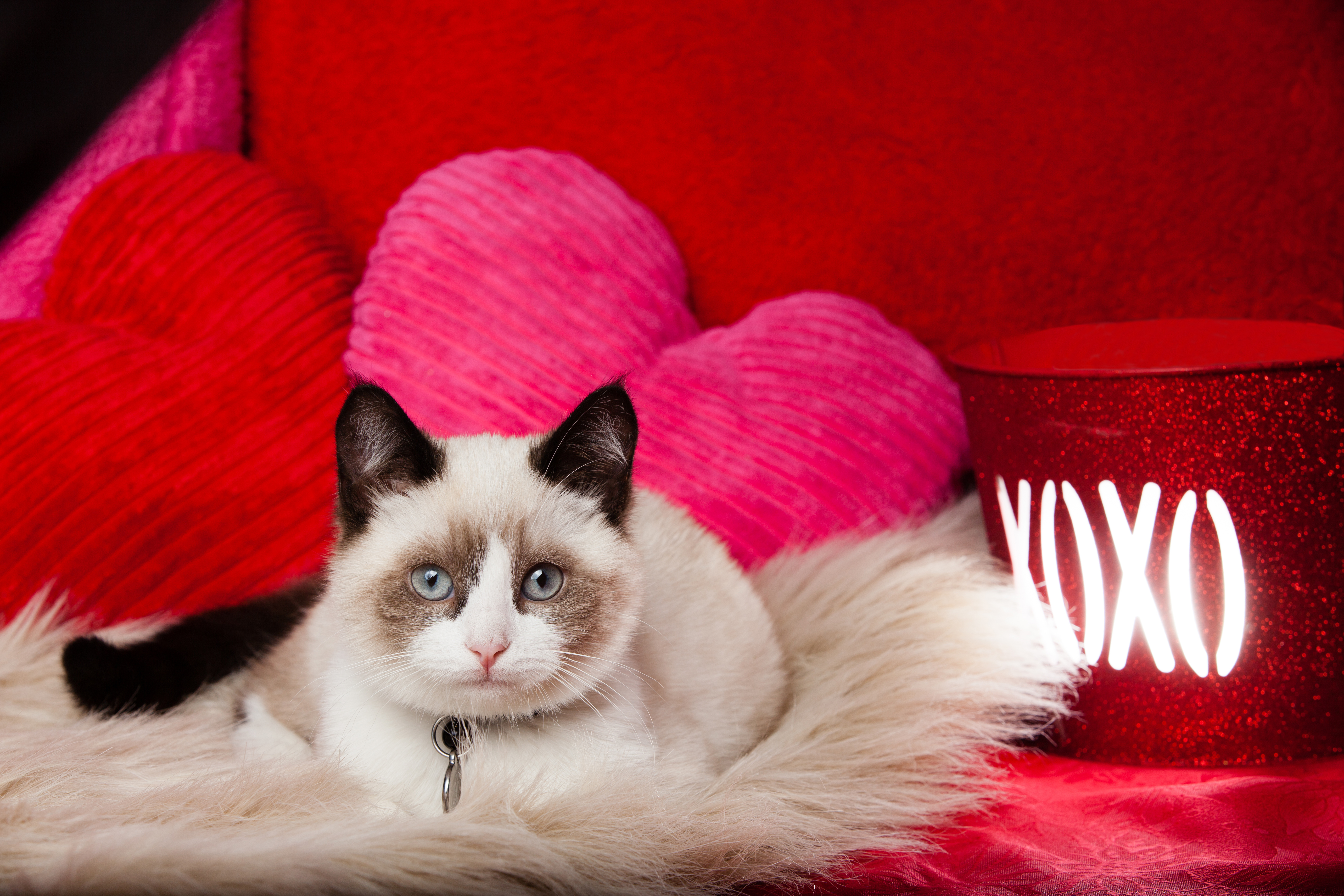 Valentines Day Cat For Your Desktop