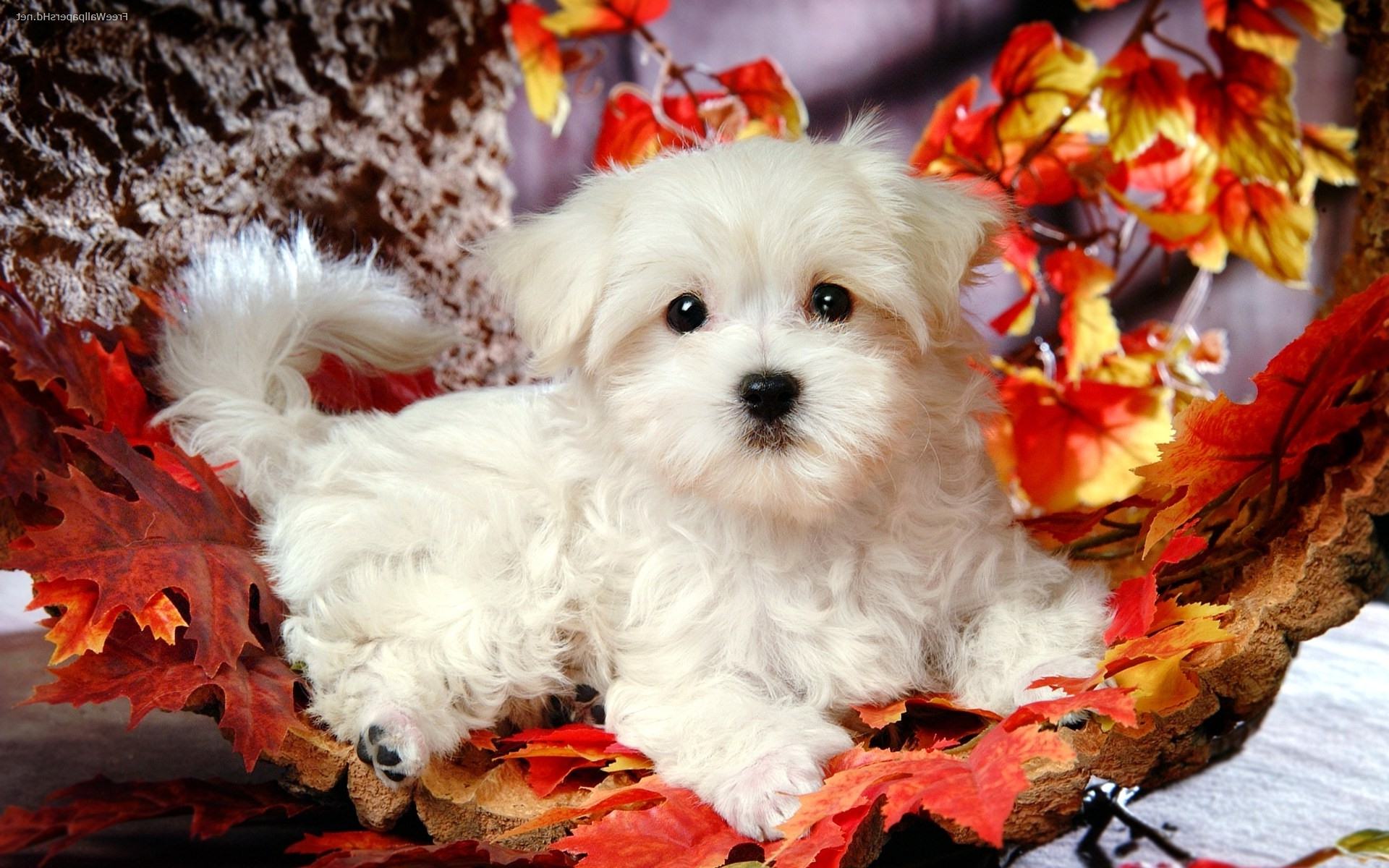 Cute Puppy HD Wallpaper Image Pictures