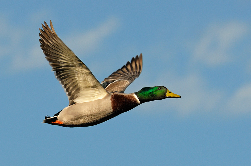 Mallard Ducks Flying Wallpaper Ducj In Flight