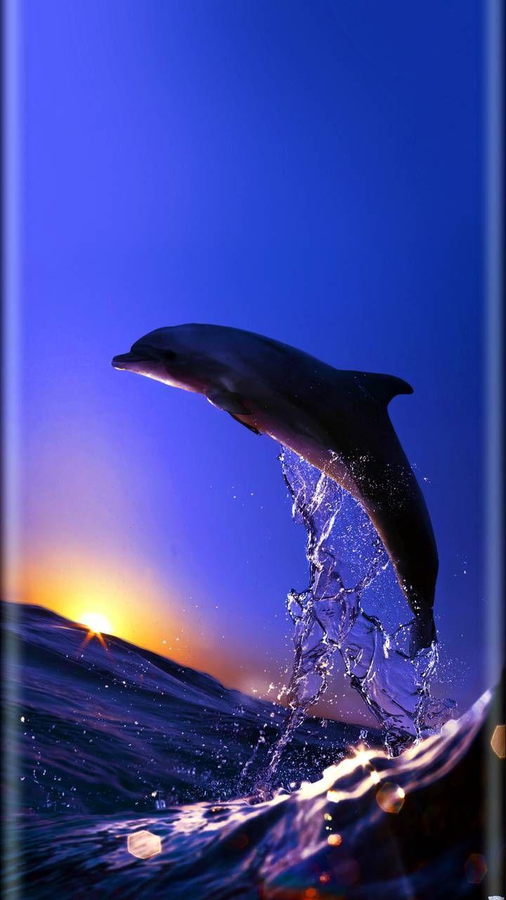 Wonderful dolphin wallpaper Dolphin photos Beautiful sea