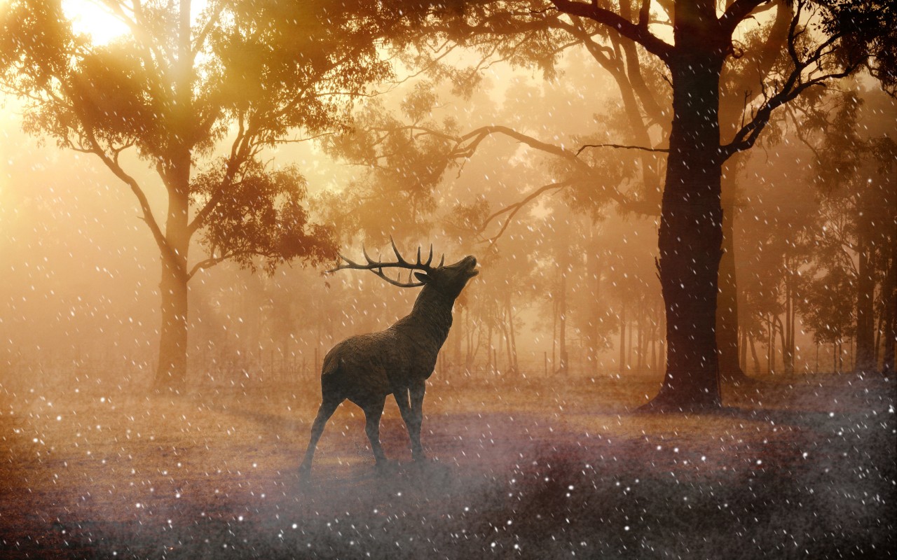 Beautiful Fallow Deer in Forest Autumn Wallpaper 1280x800   HD