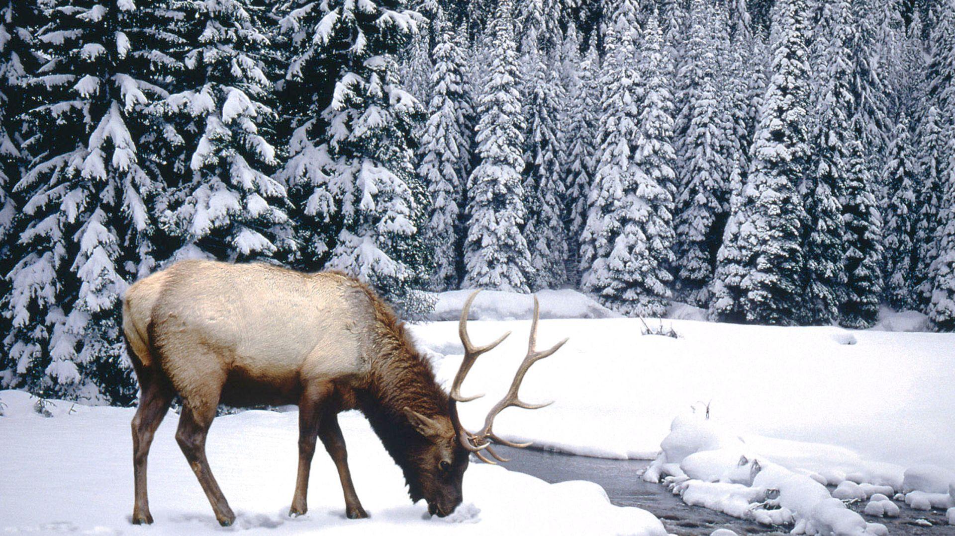 Desktop Wallpaper Elk Winter Animal HD Image Picture Background