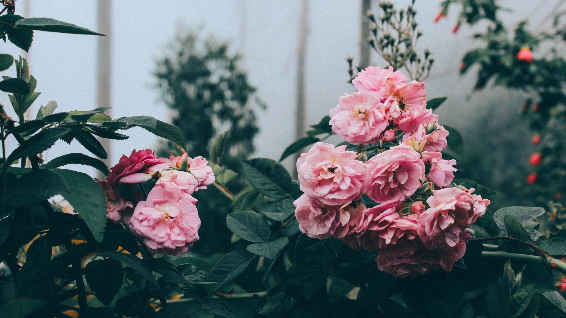 Aesthetic Flower Computer Wallpaper
