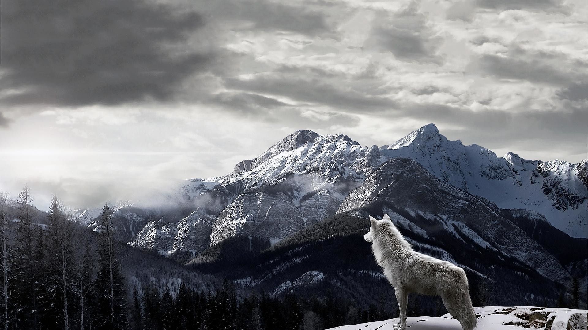 Lone Wolf Wallpaper Top Background