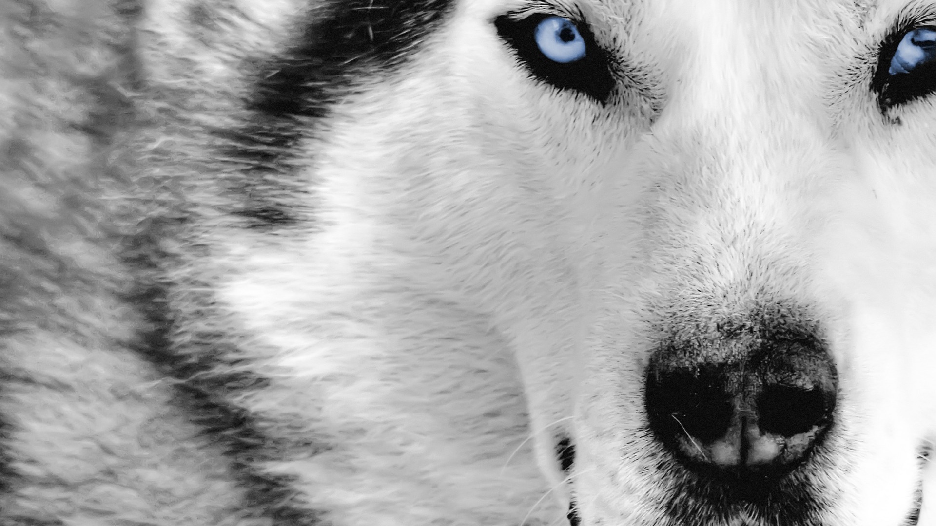 Lupo Wallpaper Lupi