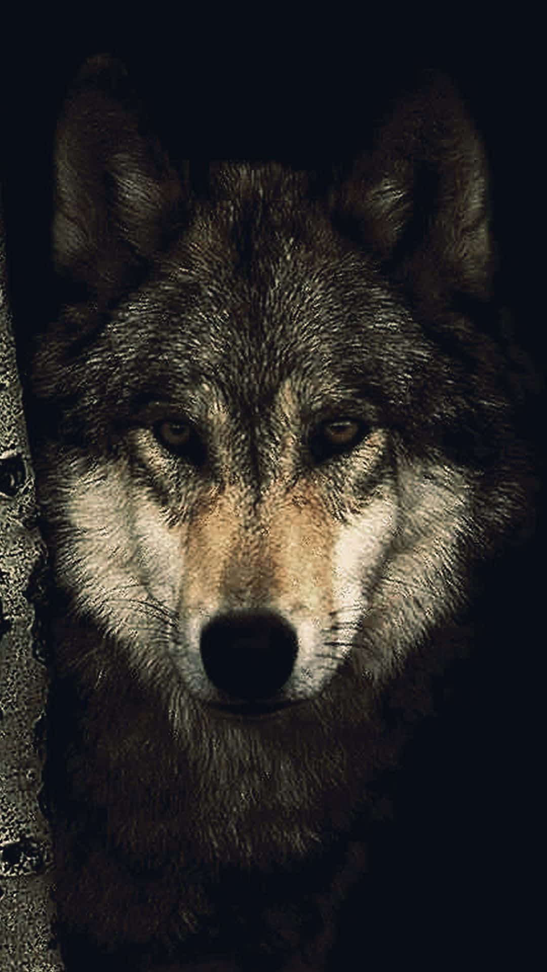 Unleash Your Inner Strength With Wolf iPhone Wallpaper