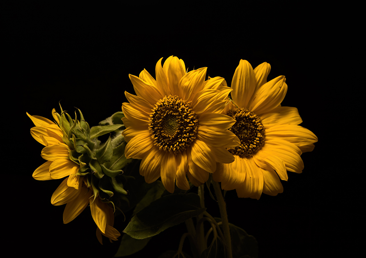 Desktop Background Sunflowers Wallpaper