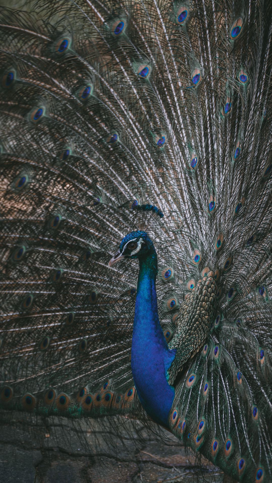 Wallpaper Peacock Bird Tail Feathers Samsung