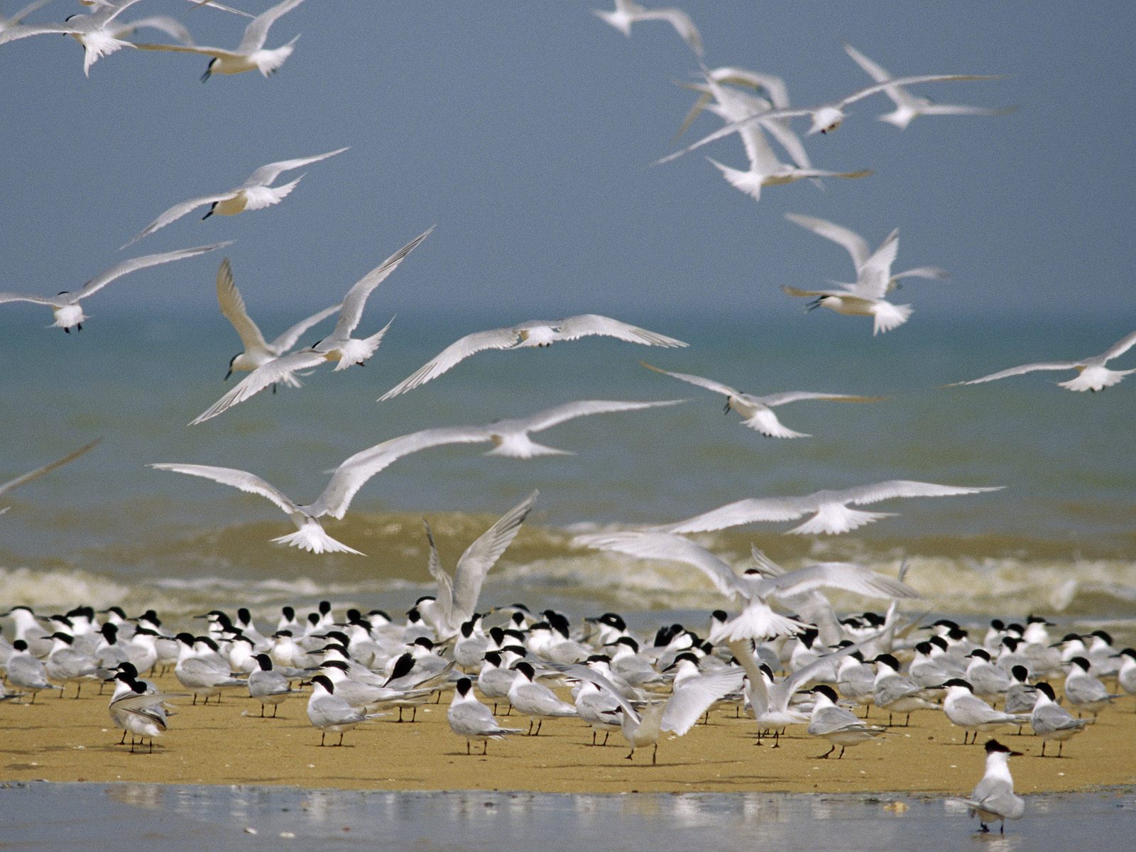 Seagull Wallpaper Desktop
