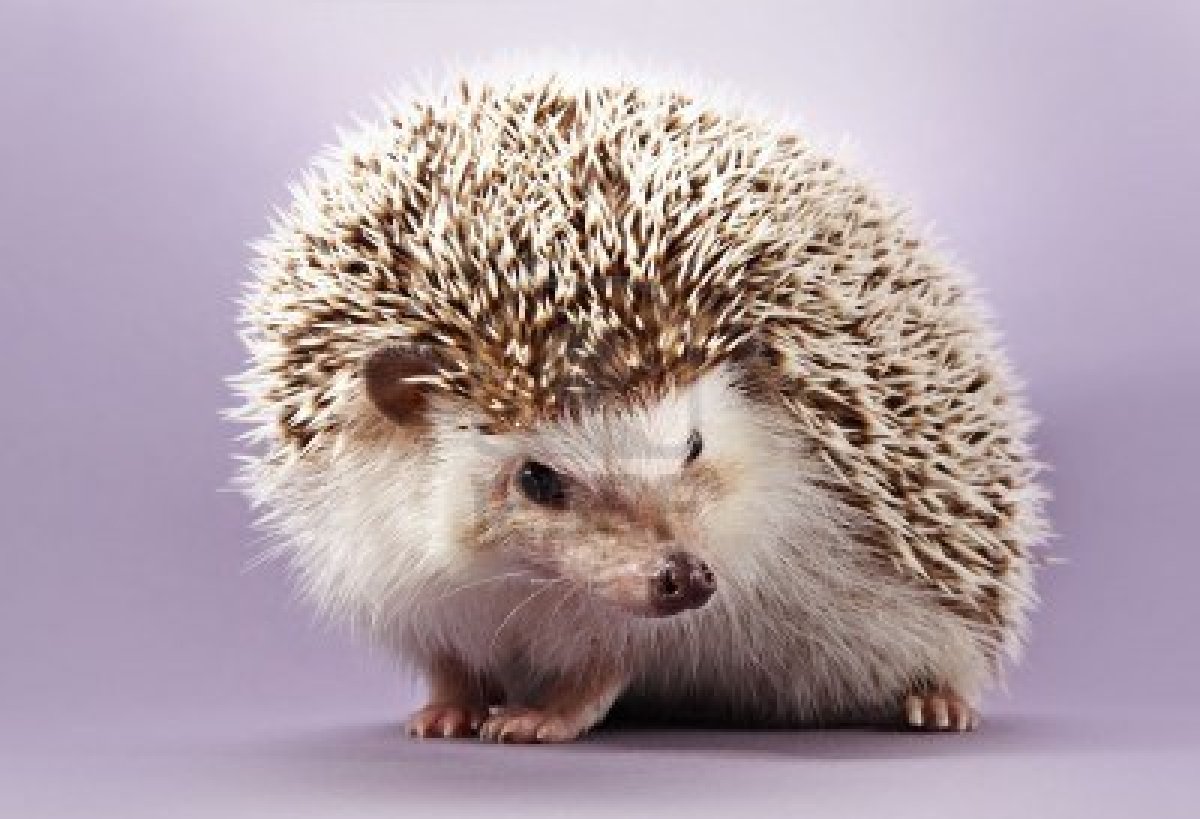 Cute Hedgehogs 2835826 cute little hedgehog