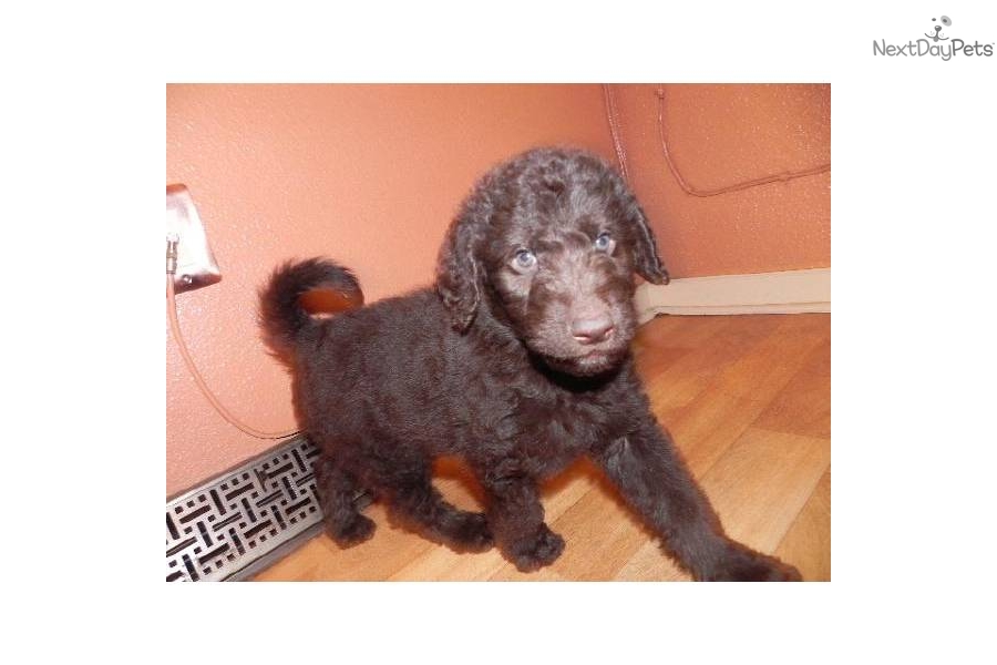 Old English Sheepdog Puppies For Sale In Pa Image