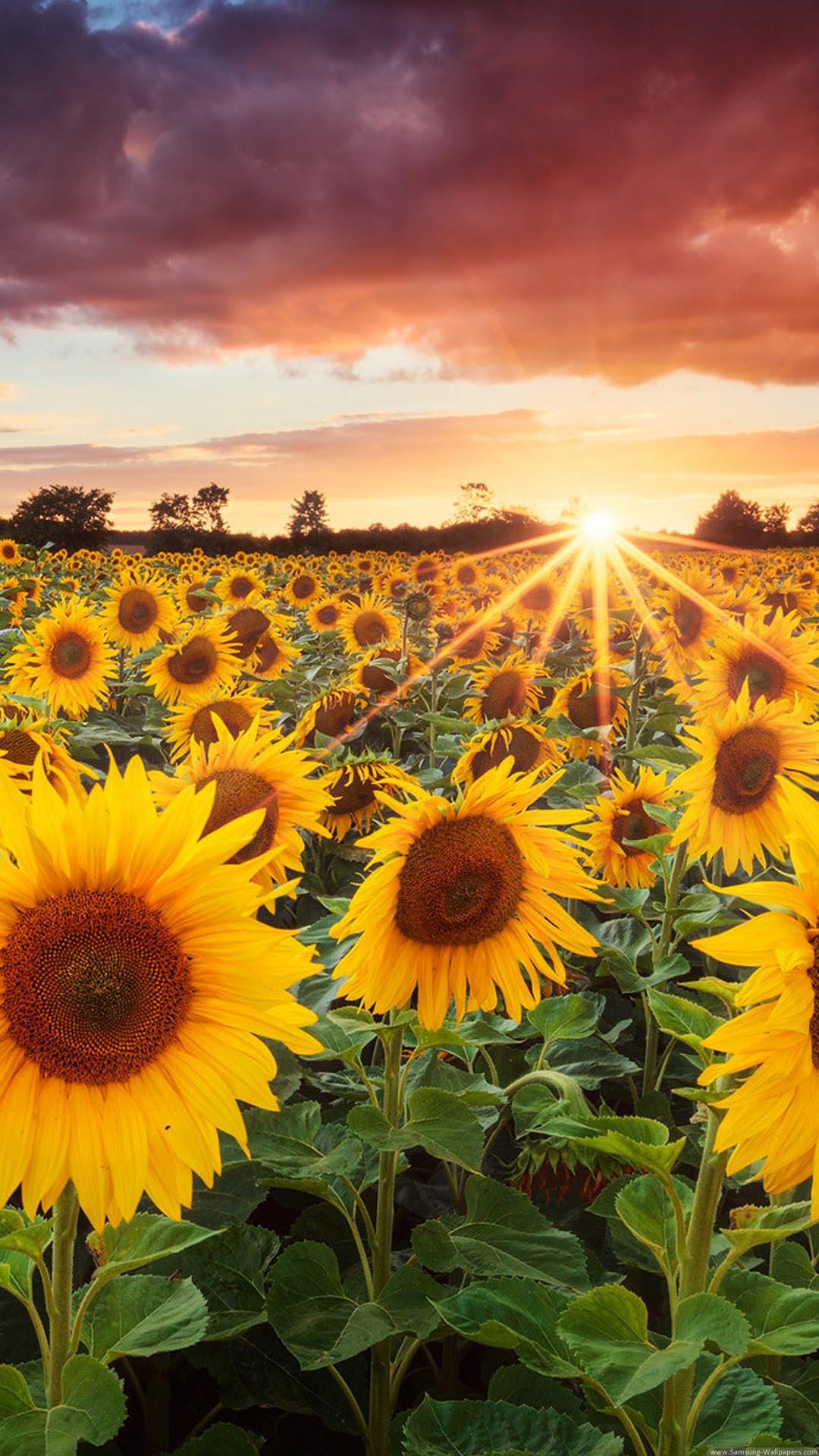 Sunflowers iPhone Wallpaper Top