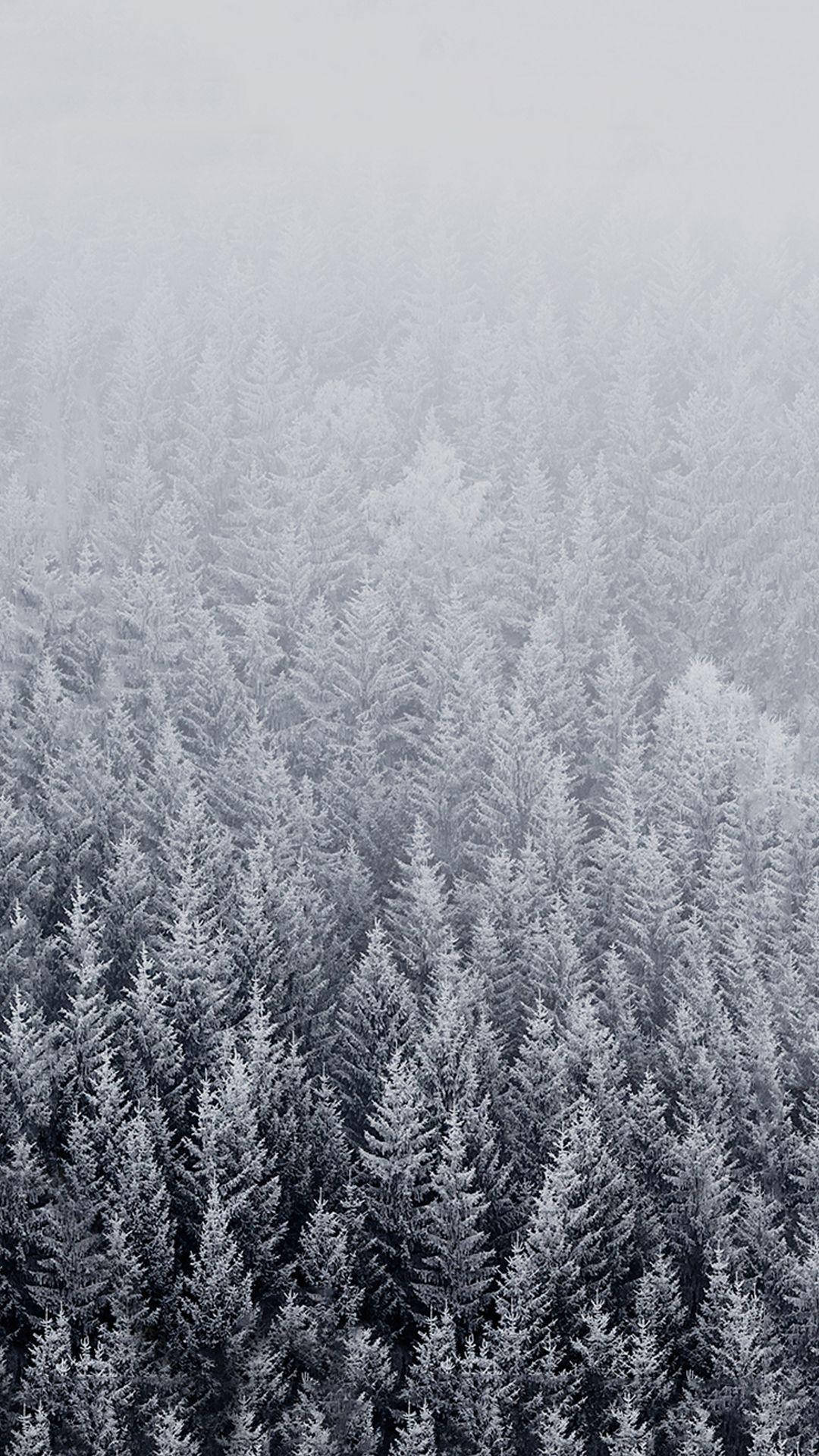 Winter Forest Phone Wallpaper