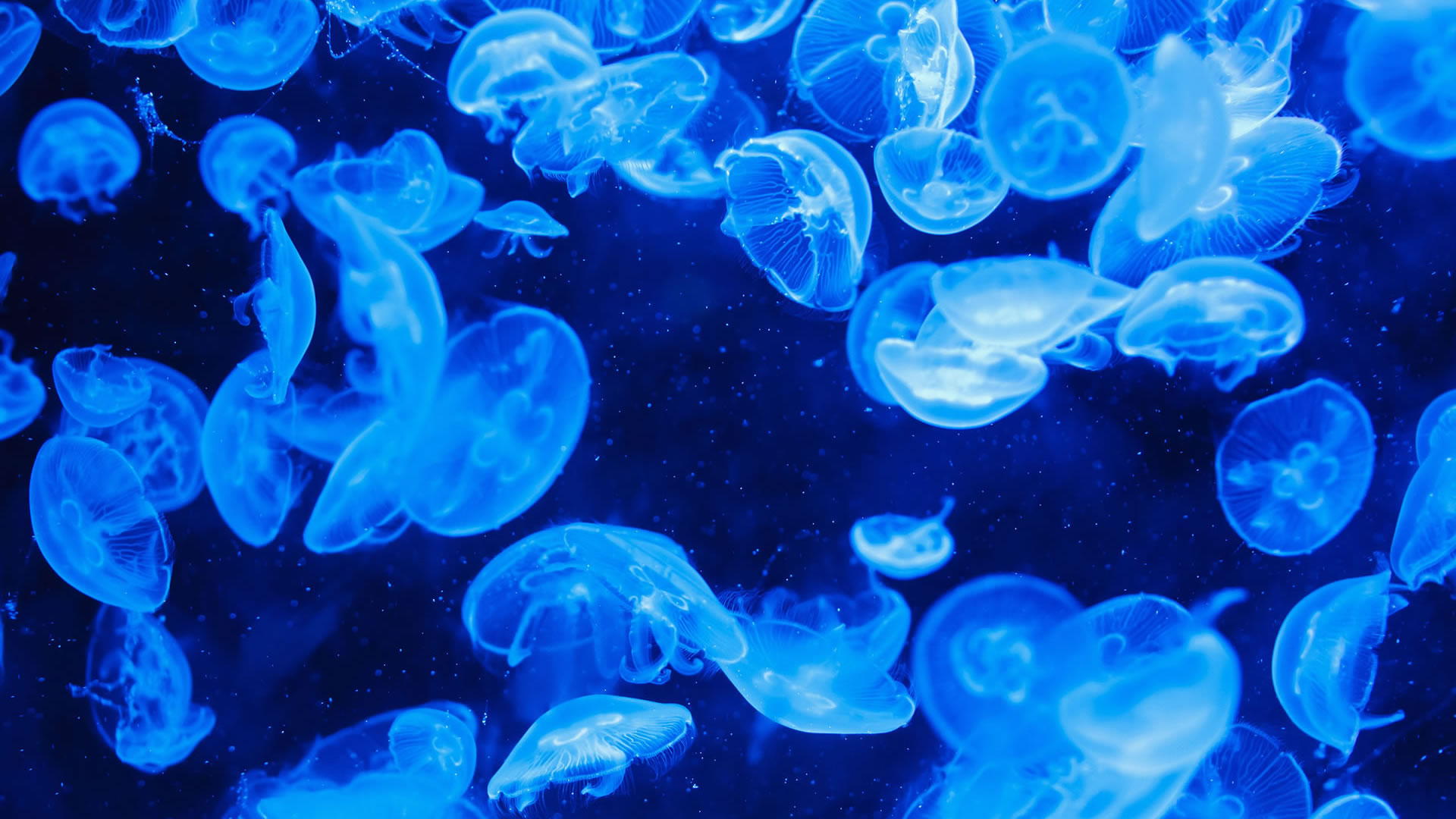 Jellyfish Desktop Wallpaper HD