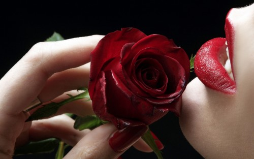 Rose Flower Wallpaper Find Attractive Red Roses HD Here