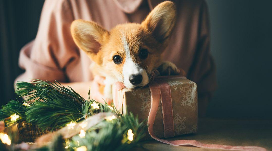  Holiday Gift Guide The Proper Puppy