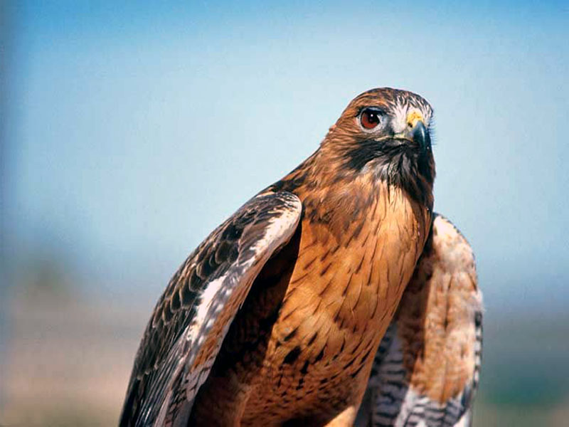 Red Tail Hawk Wallpaper Background